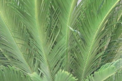 Palmfarn (Cycas revoluta), Sagopalme