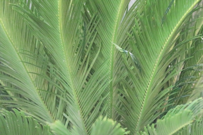 Palmfarn (Cycas revoluta), Sagopalme