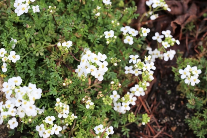 Strauß-Steinbrech (Saxifraga cotyledon)