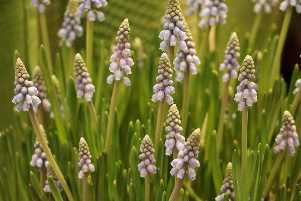 Traubenhyazinthen - Muscari