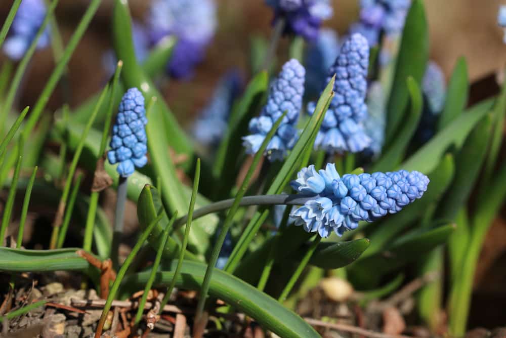 Traubenhyazinthen - Muscari