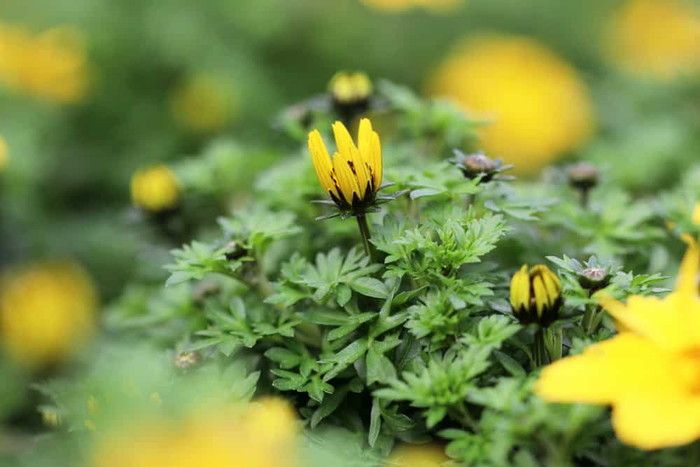 Zweizahn, Bidens ferulifolia, Goldmarie