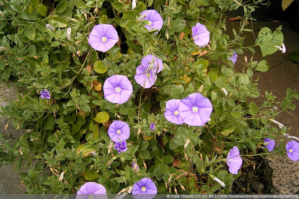 Blaue Mauritius - Convolvulus sabatius