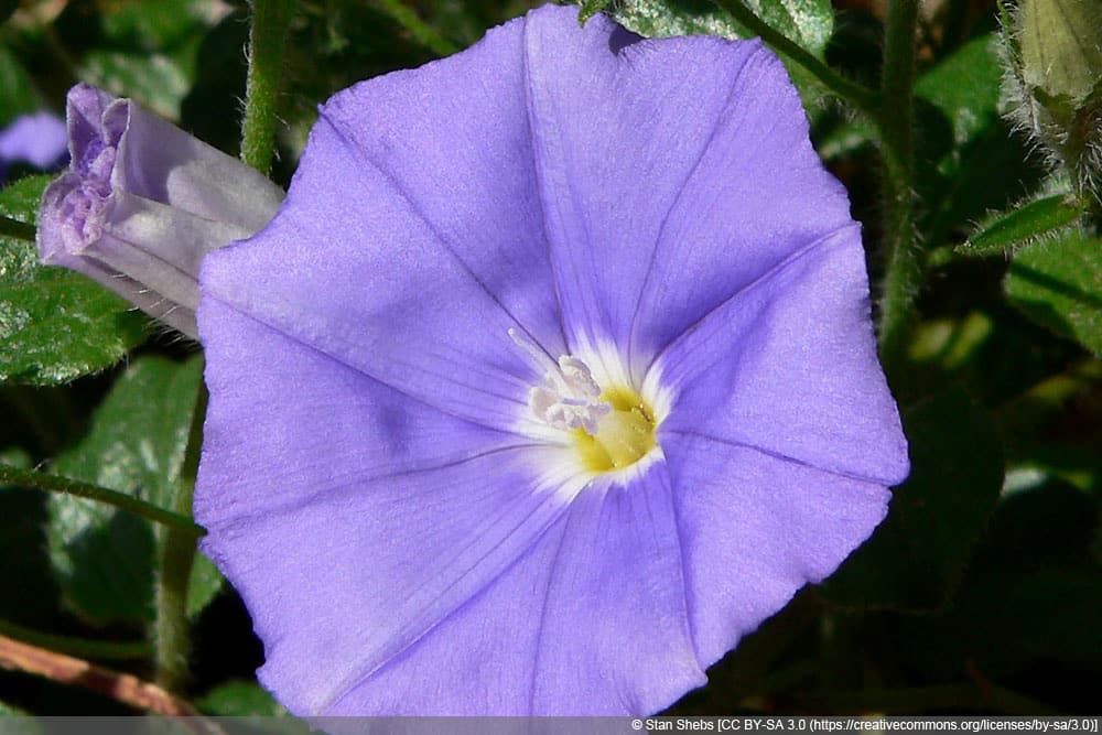 Blaue Mauritius - Convolvulus sabatius