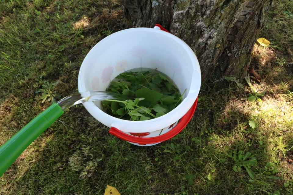 Brennnesseljauche ansetzen Anleitung