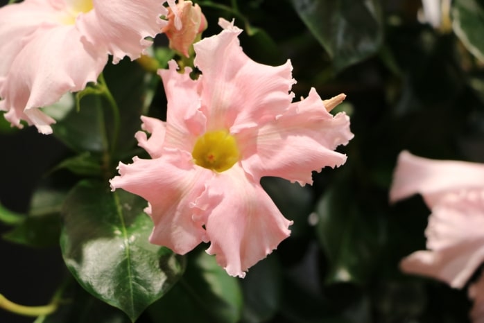 Dipladenia - Mandevilla - Sundaville