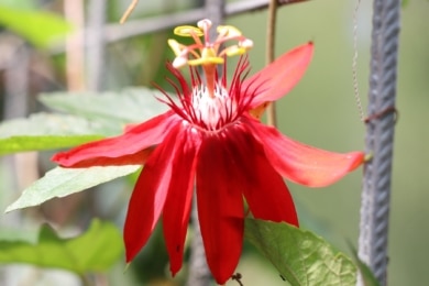 Passionsblume (Passiflora vitifolia)