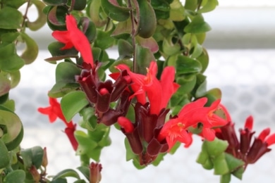 Schamblume (Aeschynanthus)