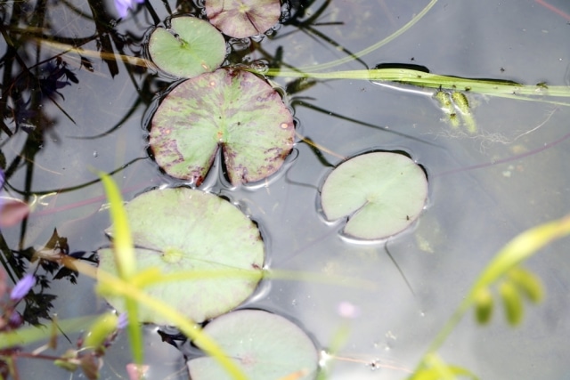 Sonnenbarsch im Teich halten 7 Tipps zu Haltung & Futter