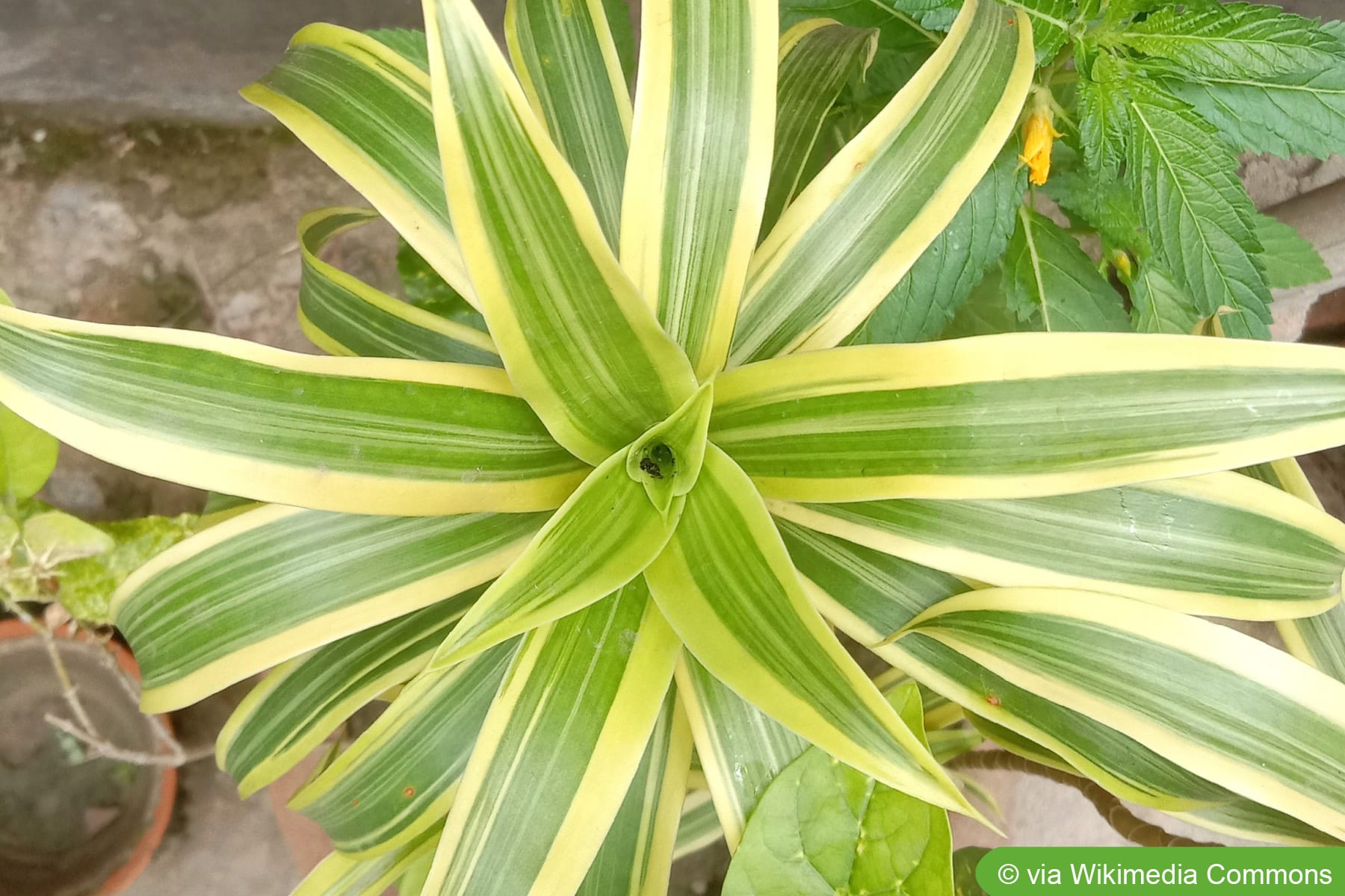 Dracaena reflexa, Drachenbaum - Pflege - Hausgarten.net