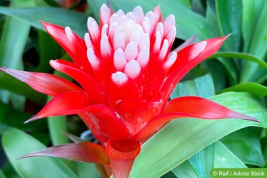 Guzmanie (Guzmania desautelsii)