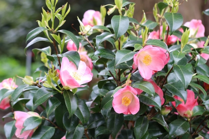 Kamelie (Camellia japonica)