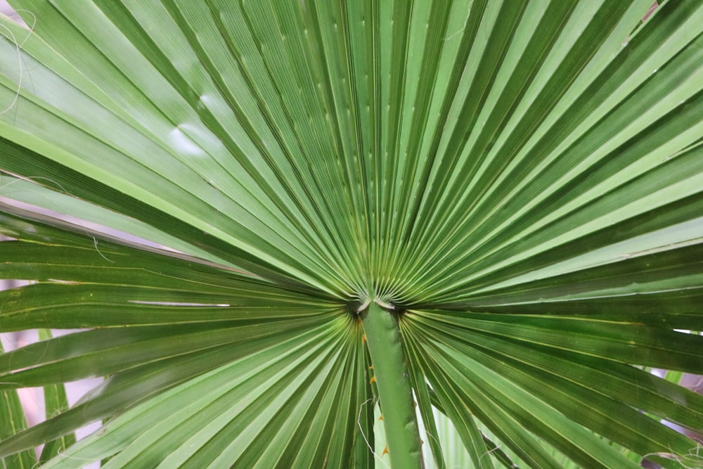 Washington robusta - mexikanische Washington-Palme