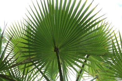 Washingtonia filifera - kalifornische Washington-Palme