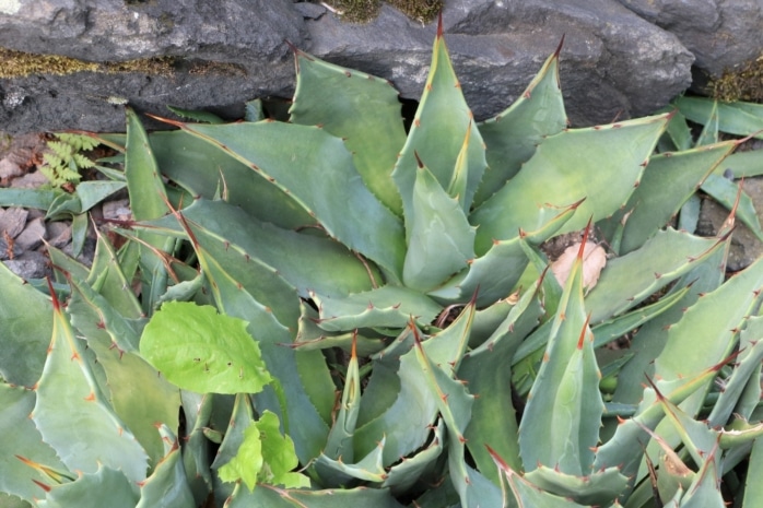 Winterharte Sukkulenten - Agave parryi