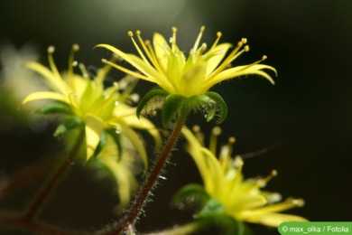 Aichryson-Blüte