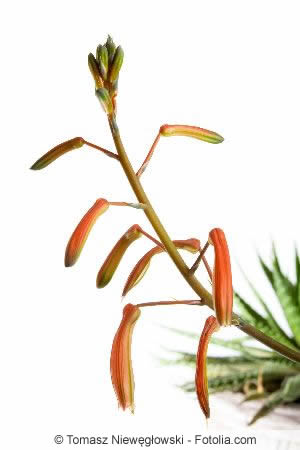 Blüte der Aloe