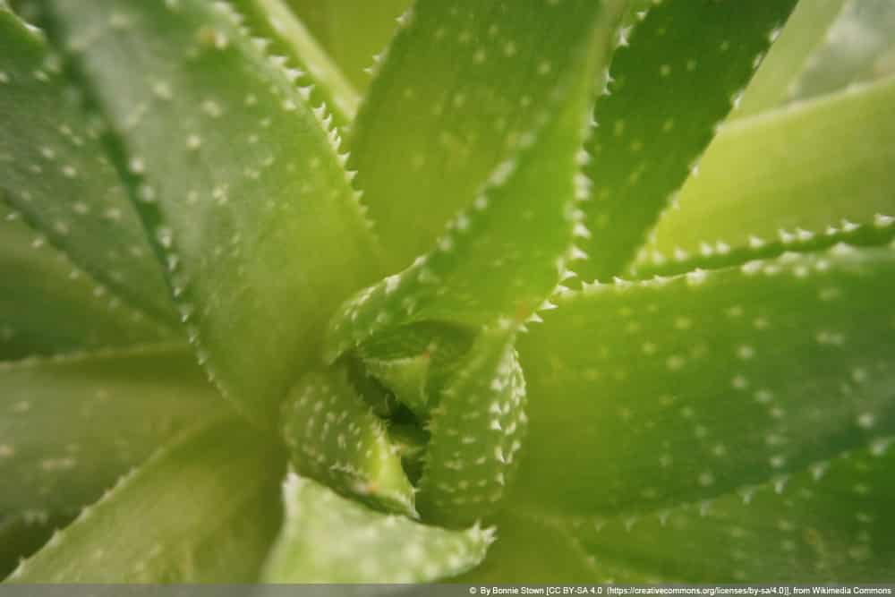 Aloe Aristata