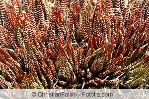 Tiger aloe