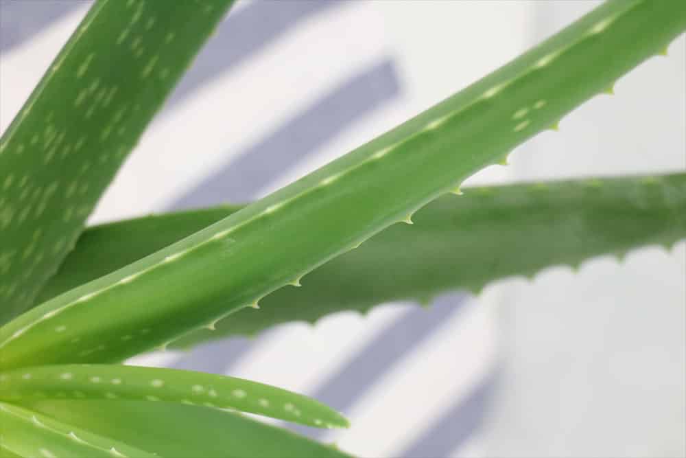 Aloe Vera