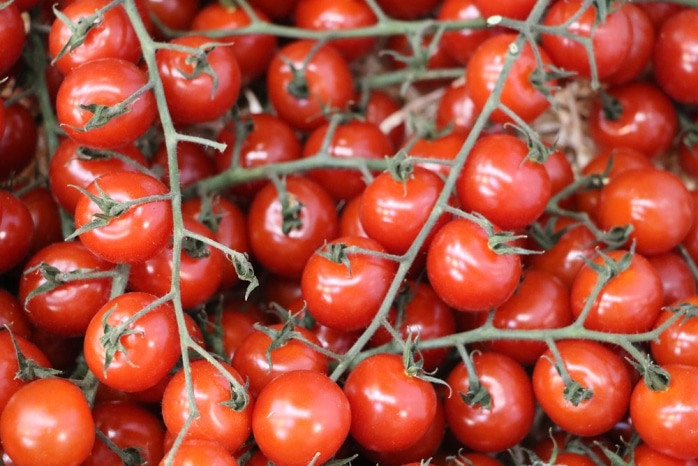 Stück Samen aus Eigenanbau Schwarz-Rote Tomaten,Große Cocktailtomaten 10 