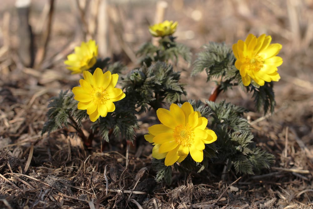 Amur-Adonisröschen, Adonis amurensis