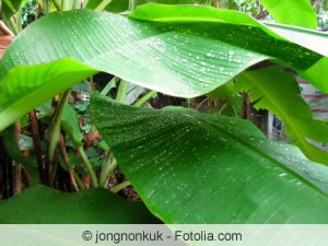 Banane