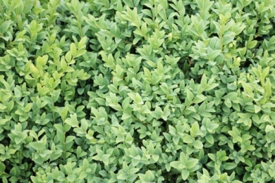 Grüne Heckenpflanzen - Buchsbaum (Buxus)