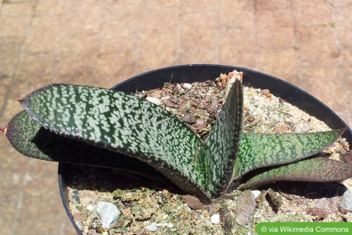 Gasteria verrucosa