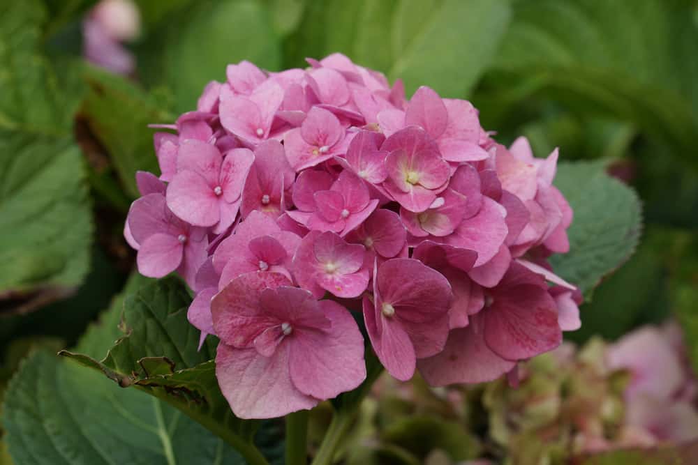 Hortensie