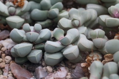 Lebende Steine (Lithops)