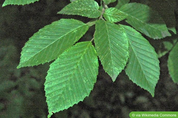 Säulenhainbuche (Carpinus betulus 'Fastigiata')