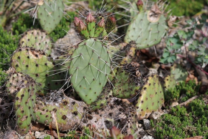 Sukkulenten - Schwarzbraundorniger Feigenkaktus (Opuntia phaeacentha)