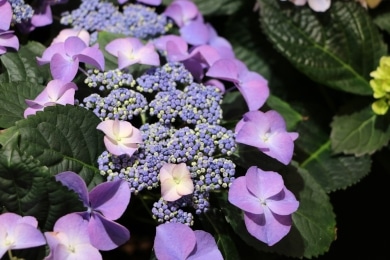 Tellerhortensie - Hydrangea