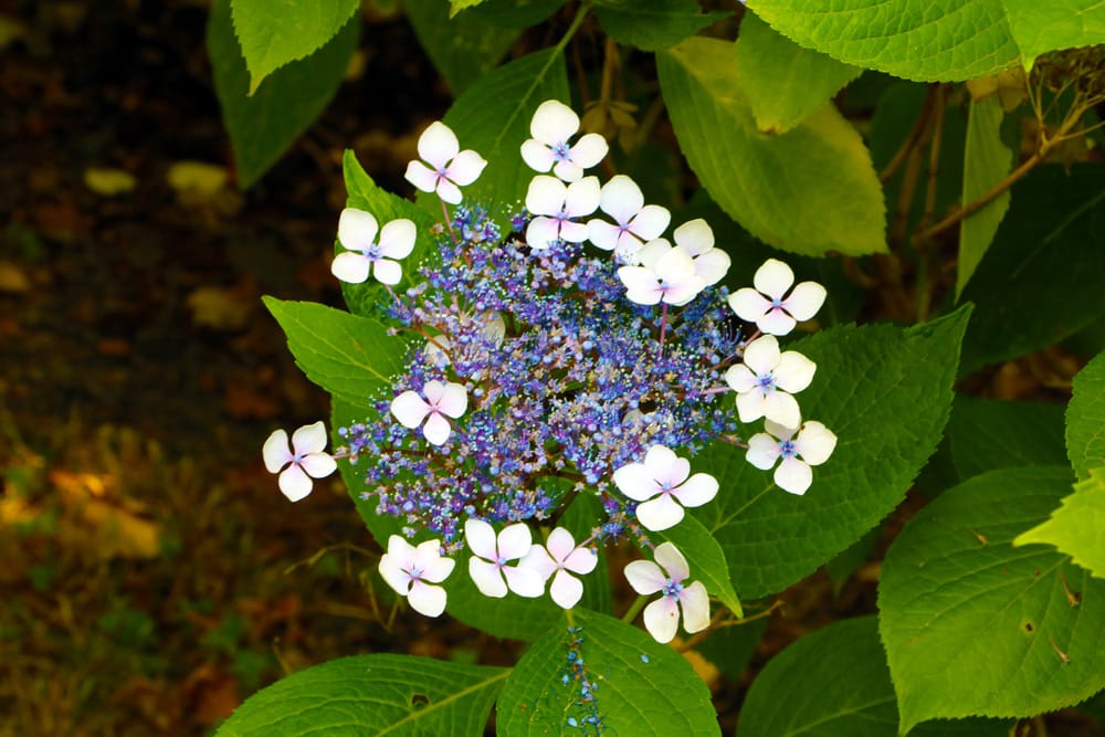 Tellerhortensie - Hydrangea