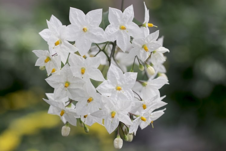 JasminPflanze richtig schneiden Jasminum officinale