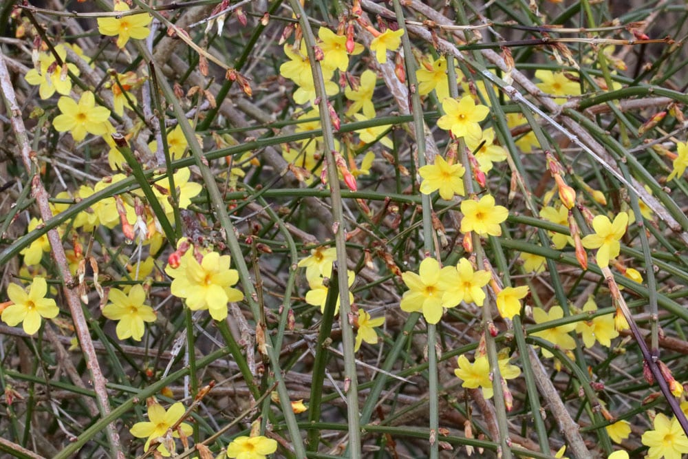 Winter-Jasmin Jasminum nudiflorum