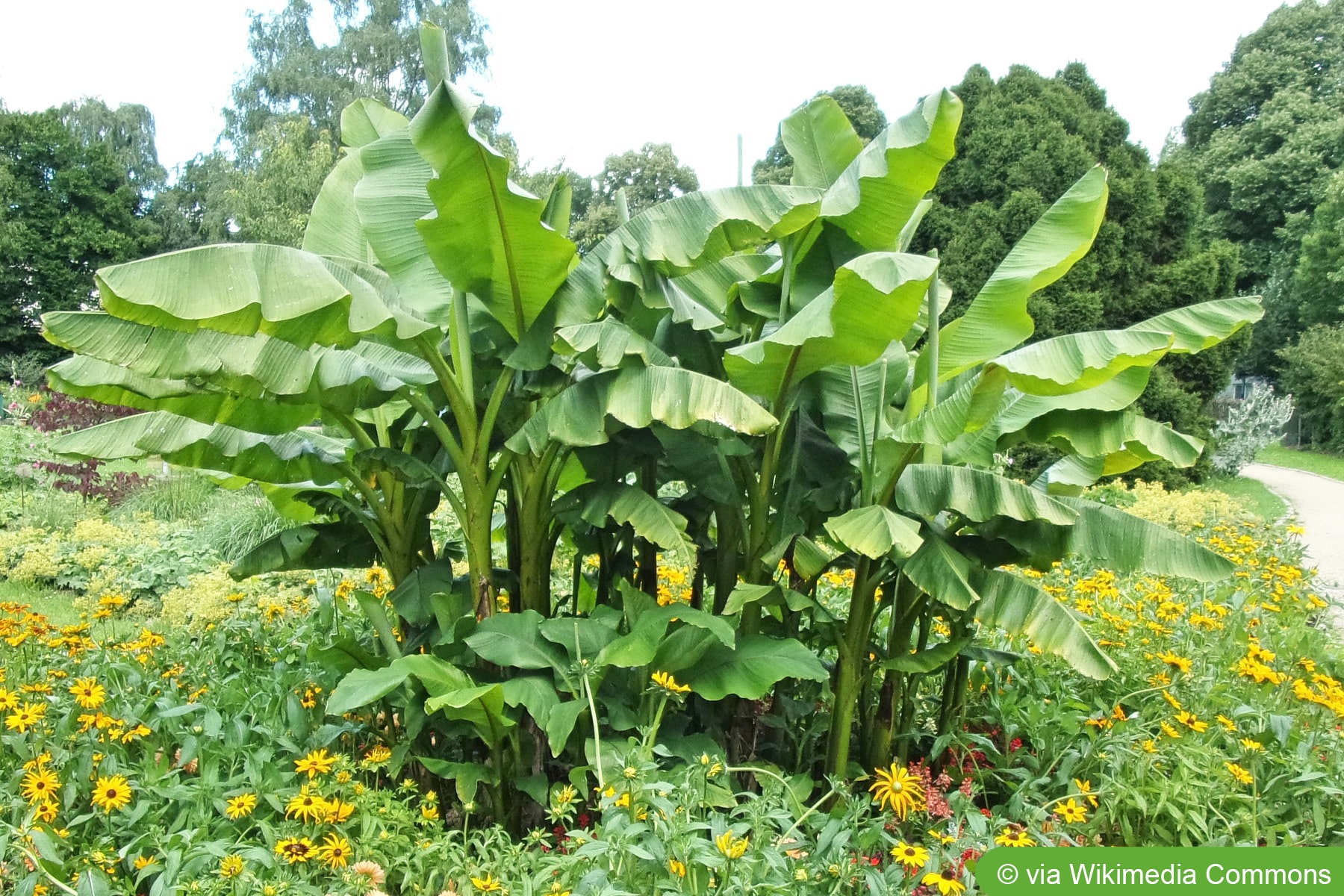 Winterharte Bananen, Bananenstauden, mehrjhrige - Hausgarten.net