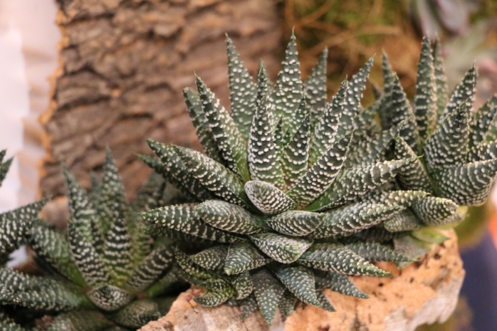 Zebra-Haworthie (Haworthia fasciata)