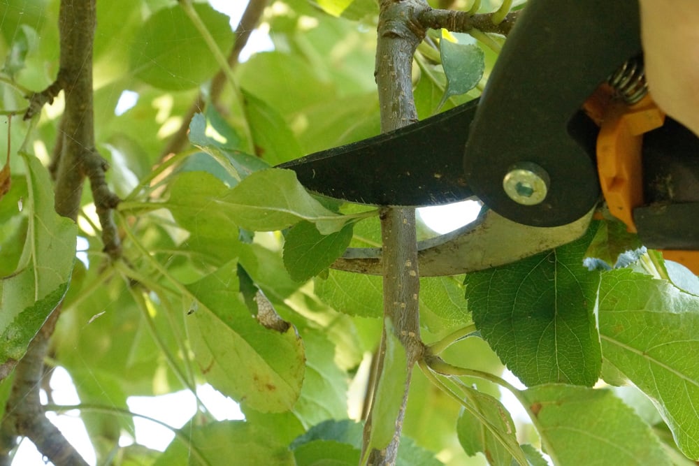 Apfelbaum schneiden