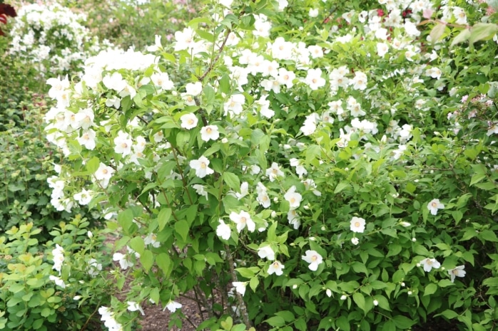 Bauernjasmin (Philadelphus coronarius) als Naturhecke