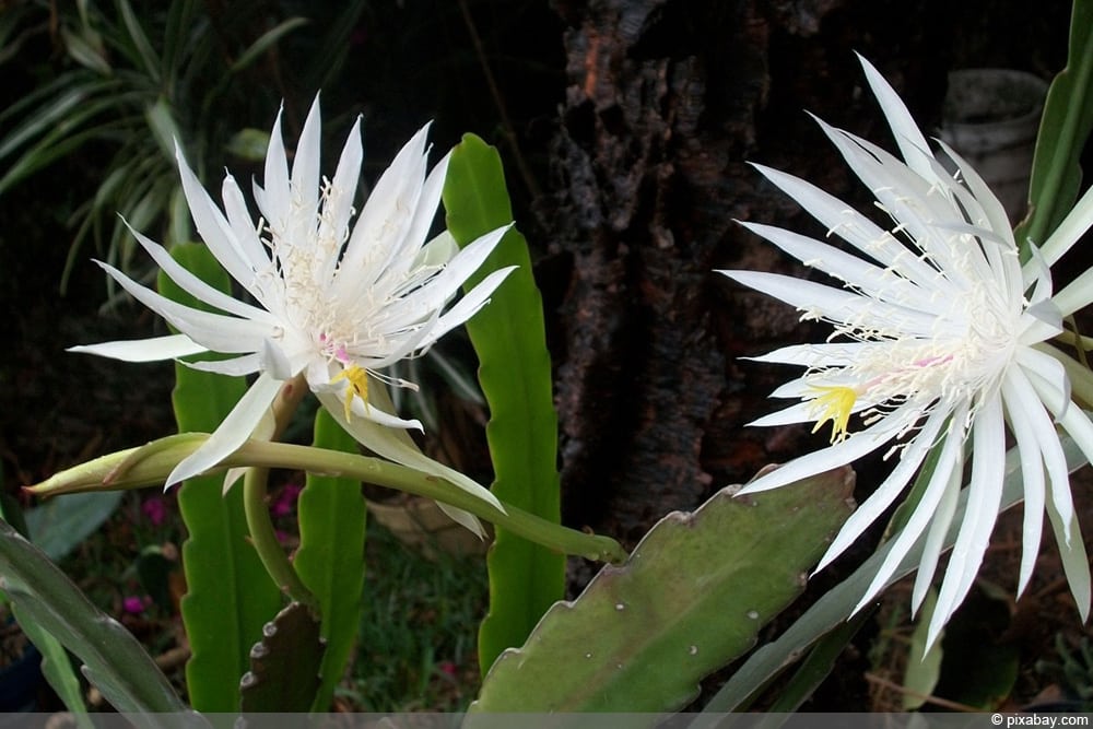 Blattkaktus, Epiphyllum - Pflege und berwintern - Hausgarten.net