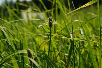 Grasarten im Rasen