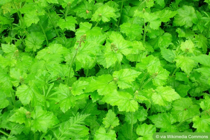 Henne mit Küken (Tolmiea menziesii)