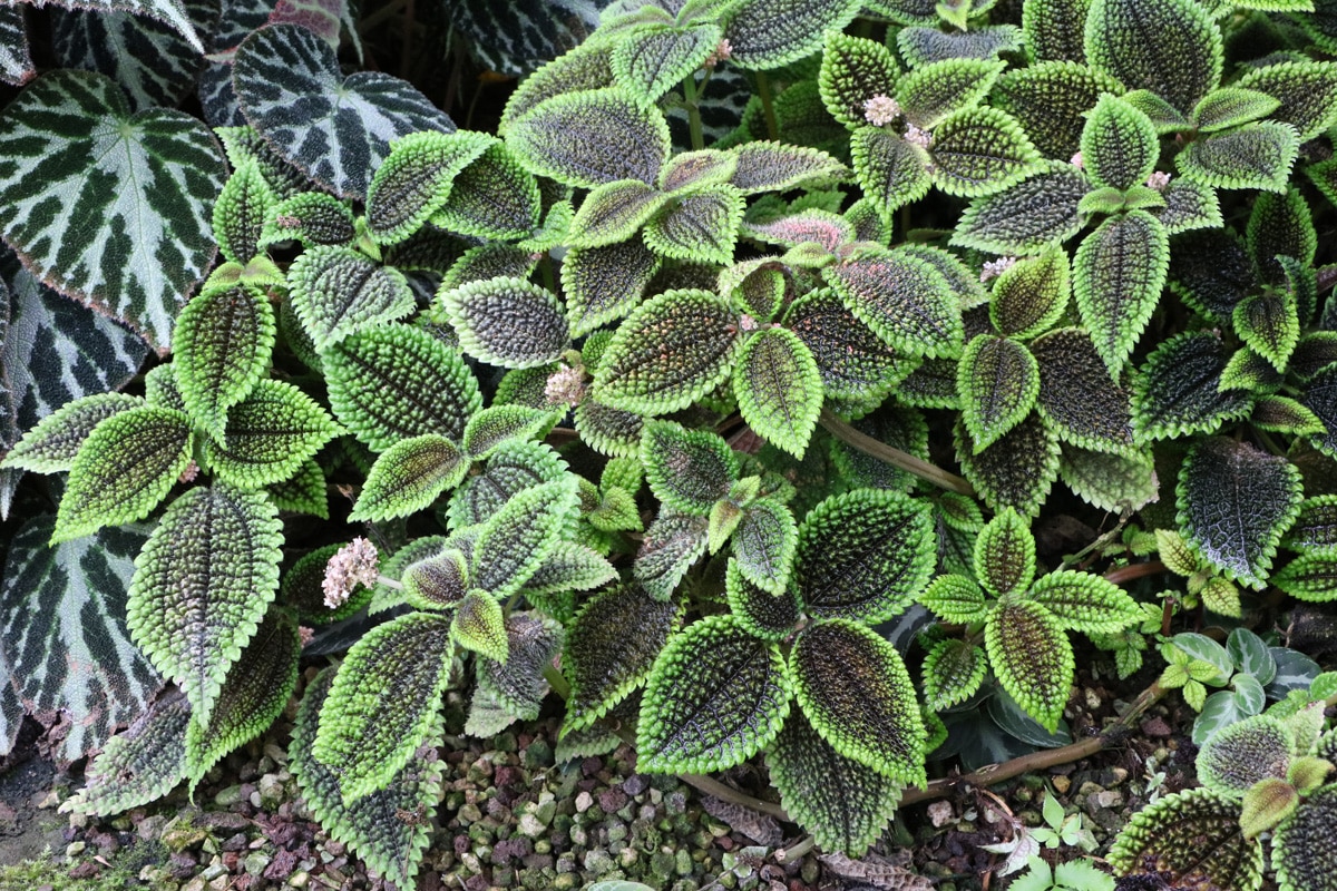 Kanonierblume - Pilea mollis