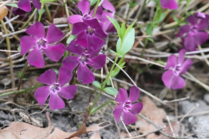 Kleines Immergrün (Vinca minor)