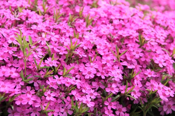 Polster-Phlox (Phlox subulata)