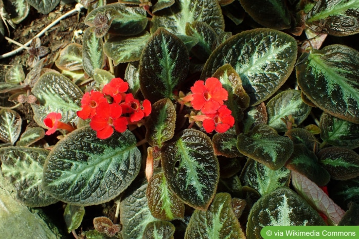 Schattenröhre (Episcia reptans 'Lady Lou')