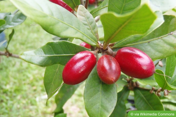 Wunderbeere (Synsepalum dulcificum)