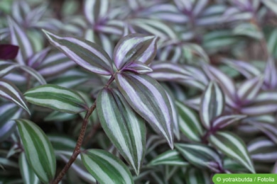 Zebrakraut (Tradescantia zebrina)